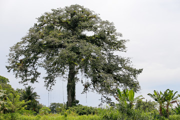 huge tree with lianas, bright sky, background