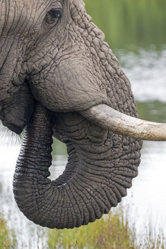 Close up of Elephant head Pattern and Texture
