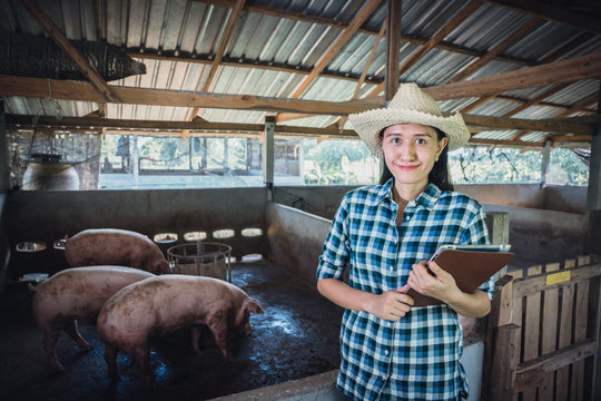 Veterinarian Working On Check And Manage At Agriculture Farm ;woman Inspecting Pork Plant And Inspecting Pig.