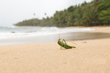 fake grasshopper sitting at the