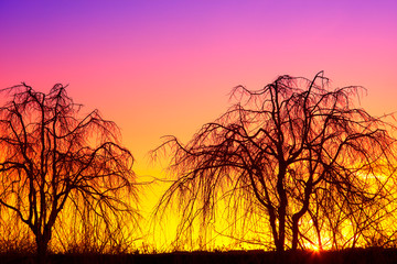 silhouettes of tree during the sunset for natural background