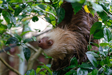 slot hanging from a branch