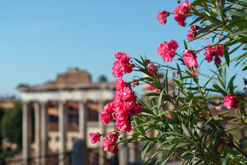 Oleander in Rome