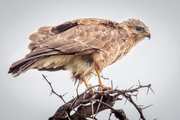 The Steppe Buzzard