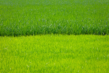 Fototapeta na wymiar Rice plant in Indian field 