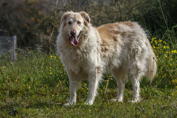 Large Basque shepherd dog on a green meadow