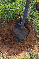 Shovel digs a hole for tree planting.