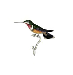 Illustration of a Hummingbird.