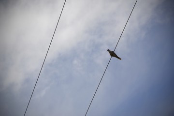 Obraz premium oiseau
