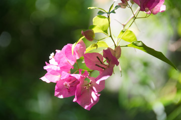 Obraz premium bougainvillier