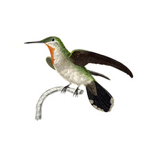 Illustration of a Hummingbird.