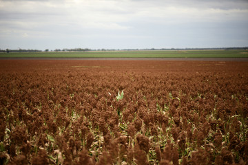 Fototapeta na wymiar Field of Australian sorghum.
