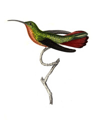 Fototapeta premium Illustration of a Hummingbird.