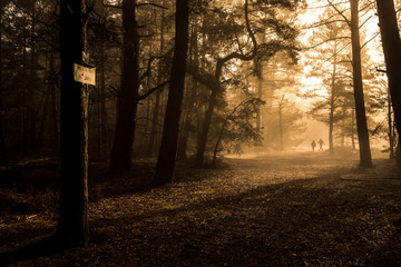 Morgenstimmung Wald