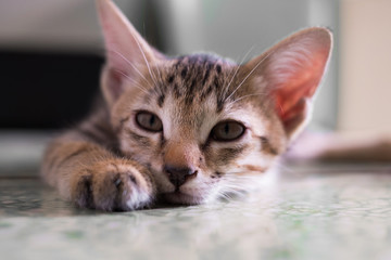 Closeup kitten face is looking on the floor on blur background