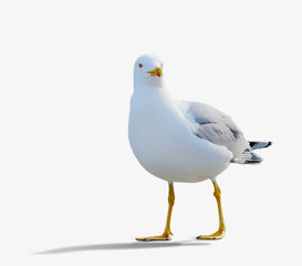 sea gull standing on his feet.