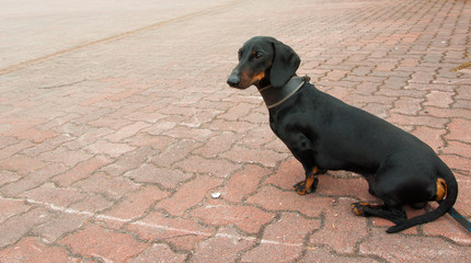 Black and tan dachshund sits on stone pavement