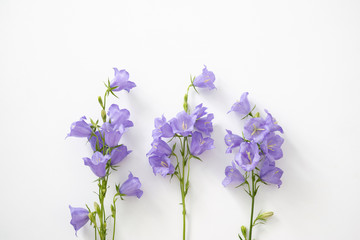 Flowers purple bells on a white background lie in a row