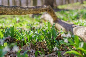 Snowdrops on sunny spring forest.
