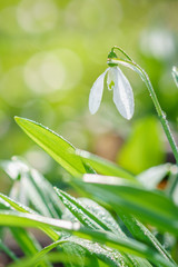 Beautiful snowdrop with dew drops.