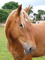 Naklejka premium Horse Head Shot