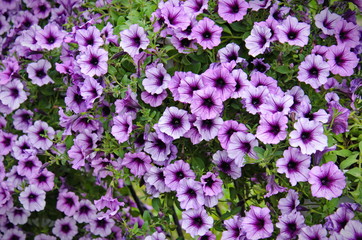 Vivid purple petunia flowers in summer garden