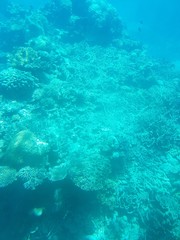 Barrier Reef, Cairns
