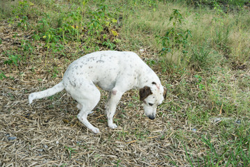 dog peeing on a floor in the park., Let the dog go shit.