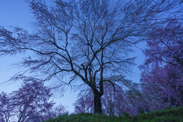 しだれ桜と夜明け
