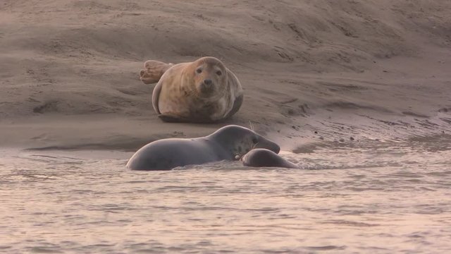 Jeux de phoques gris et simulacres de combats