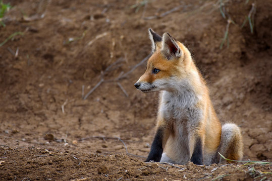 Little Fox sits near his hole