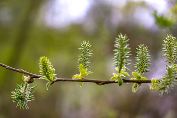 Frueh Jahr Baum im Lenz Bluete des Weide