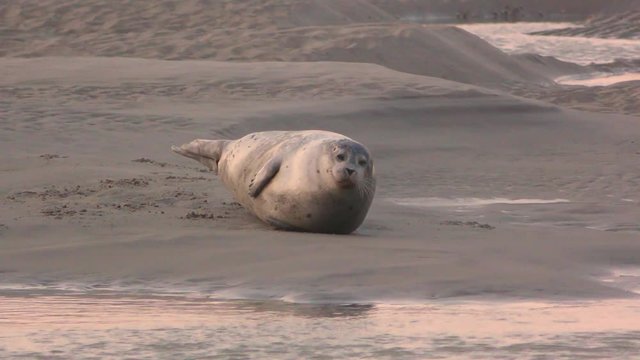 La sieste des phoques veau-marin en Baie d'Authie
