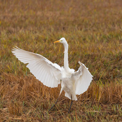 close view great white egret bird (egretta alba) in reed, spread wings
