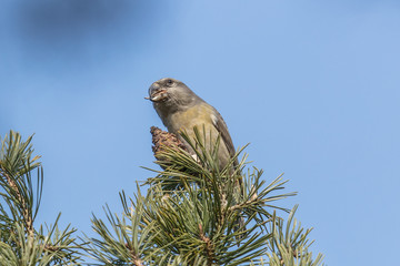 wildvogel