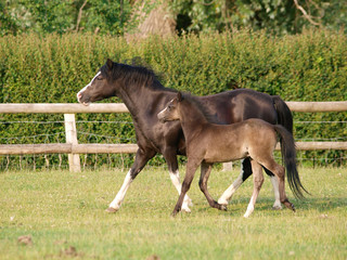 Fototapeta premium Pretty Mare and Foal