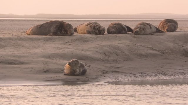 La sieste des phoques gris en baie d'Authie (Halichoerus grypus)
