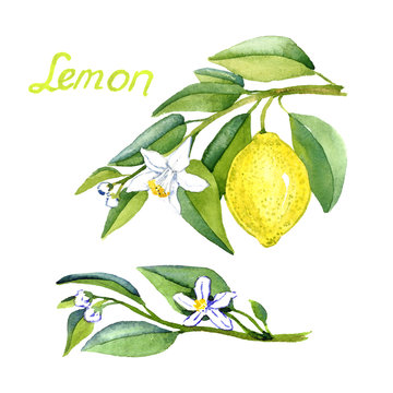 Lemon branches with fruits and flowers, hand painted watercolor illustration with inscription isolated on white background