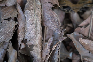 Macro shot of background texture of brown dry dead leaves on ground