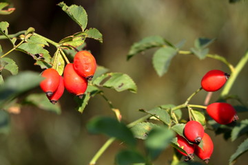 Rosehips; dog rose, rosa canina, fruit