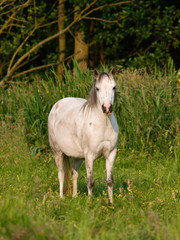 Obraz na płótnie Canvas Grey Horse In Paddock
