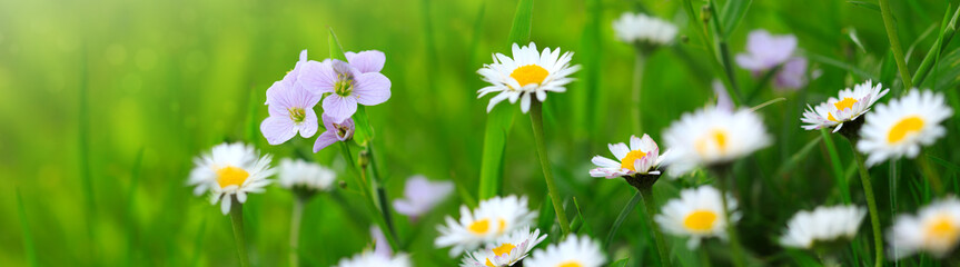 Spring flowers background.