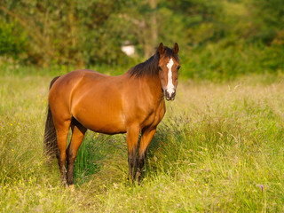 Bay Pony in Paddock