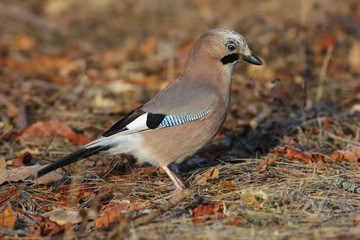 animal, wildlife, wild, jay