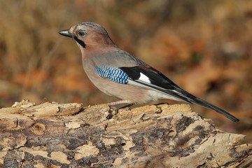 bird, jay, nature, wildlife