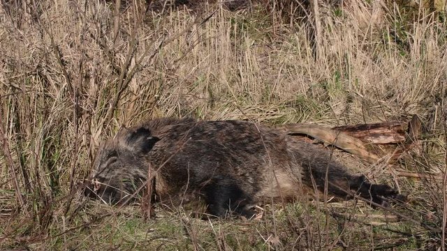 Wildschwein Keiler schlaeft im Wald, Schwarzwild, Januar, (Sus scrofa)