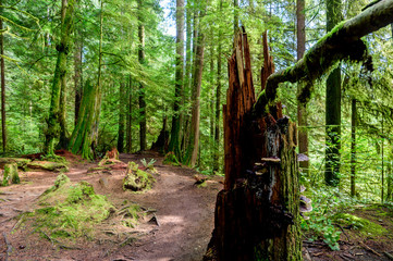 a glade in a deciduous forest, with tall trees covered with green moss