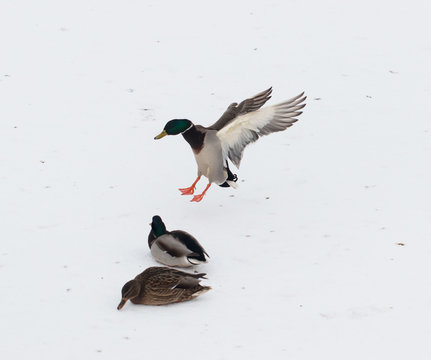 duck on the fly against the snow