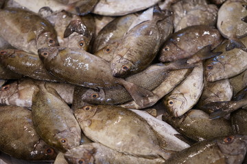 Fresh seafood is expensive and popular.