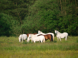 Obraz na płótnie Canvas Herd Of Horses